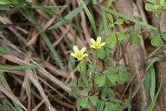 Oxalis corniculata